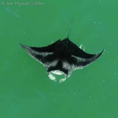 Manta Rays use their filter lobes to funnel plankton into their mouths. They have the largest brain to body ratio of any fish.