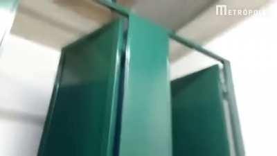 Jaguar found in school bathroom in Brazil
