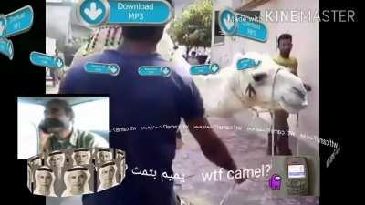 bruh moment camel تنزيل دعوة الجنس الجمل مجانًا😳😳🐪📞