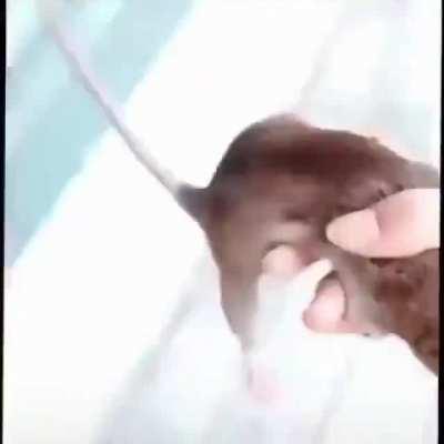 como lo último que puse era medio denunciable, tomen esto c: