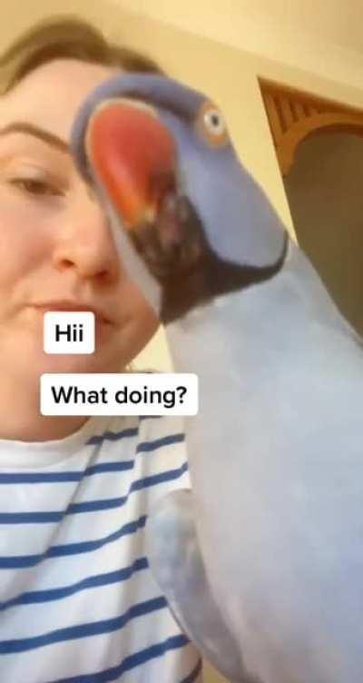 Клёвый попугайчик