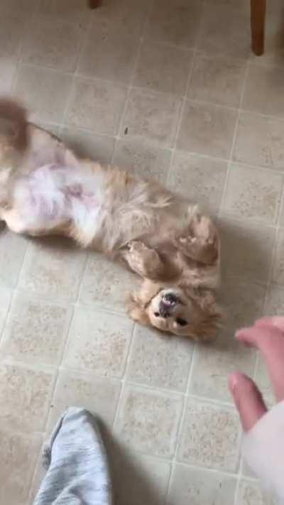 Ermahderg cleans her face and puts on a big smile for pets