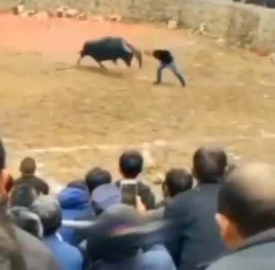 Bob, the hammerhead, destoyer of bulls