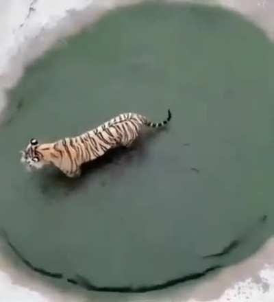 тигр и утка