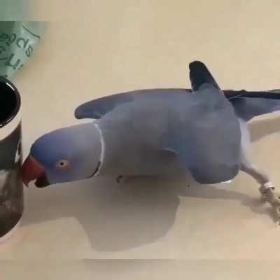 This birb's reaction to a picture on the cup