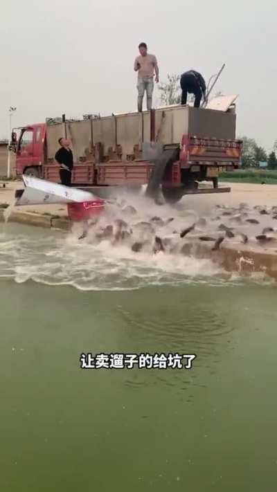 To restock a fish pond