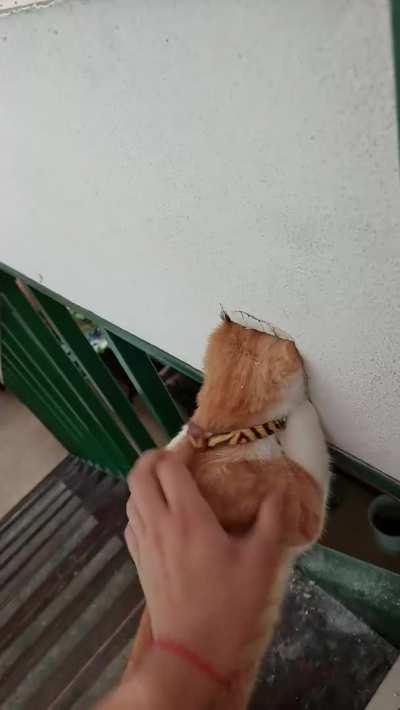 Stuffing a cat in a wall