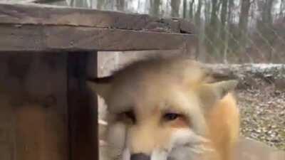 Fox boop