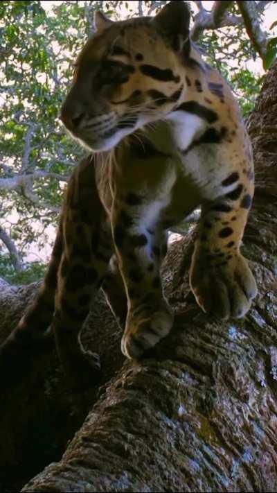 🔥 Very rare wild Clouded Leopard caught on trapcam