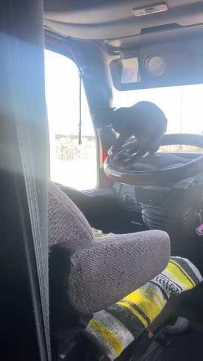 I’m really sorry if you were parked next to me the other morning, newly found kitten just discovered the air horn.