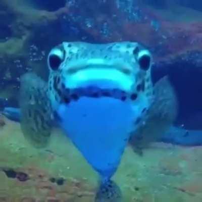 An unexpected new friend while filming sleepy sharks