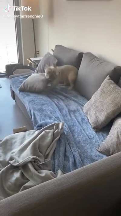 Awww I love these dogs.