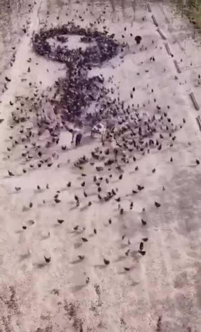 Using Feathered Friends for art