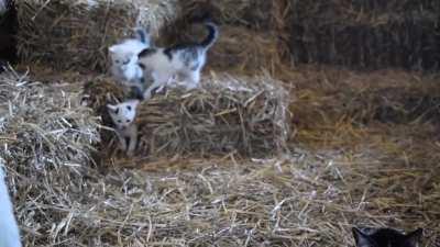 Farm kittens playtime