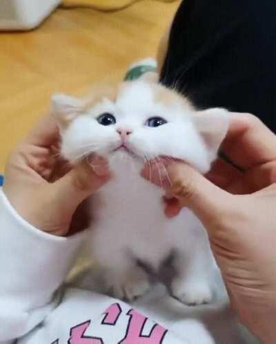 smol cat gets a facial