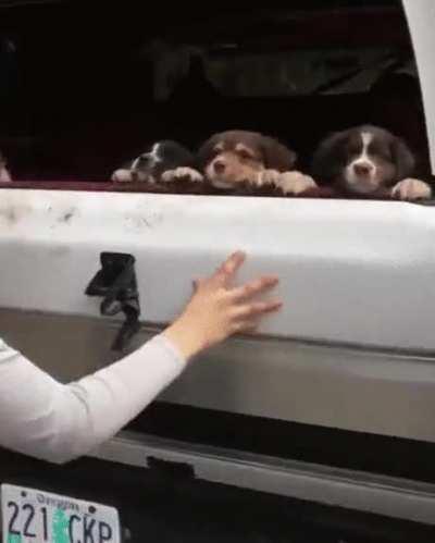 Puppy trunk.