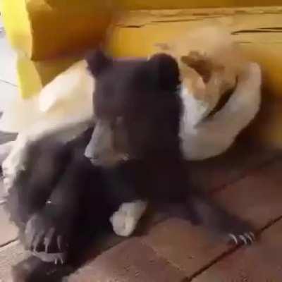 Different species yet epic friends