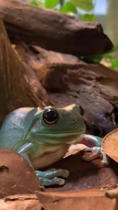 wait for it ... 👁◡👁