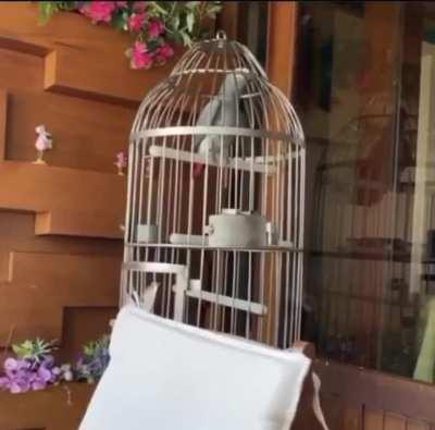 Even animals are joining the revolution!