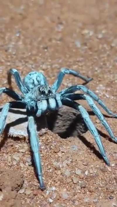 Trap-door spider