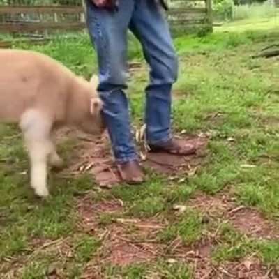 Grass doggo tippy taps