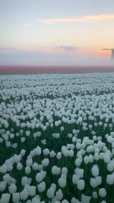 Tulip fields in Netherlands (Credits: @nick_skeyes on IG)