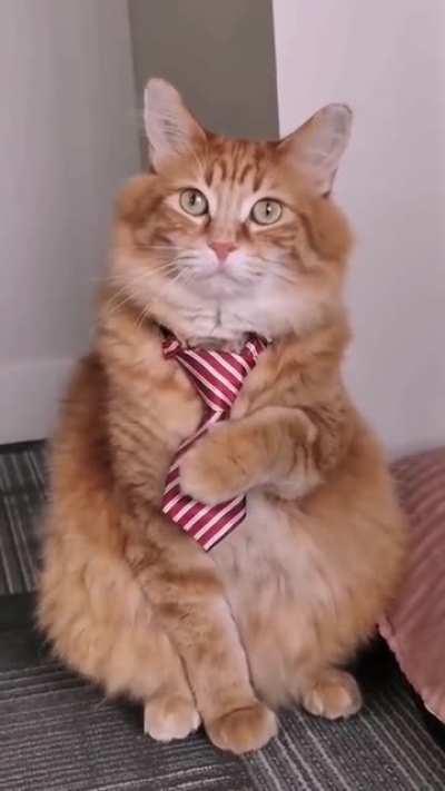 What a distinguished gentleman!