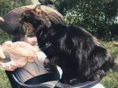 Cat video circa 1899