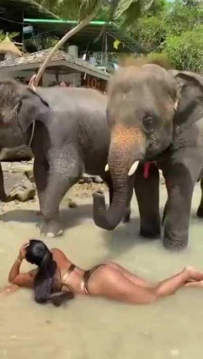 Happy lucky 🍀 elephant