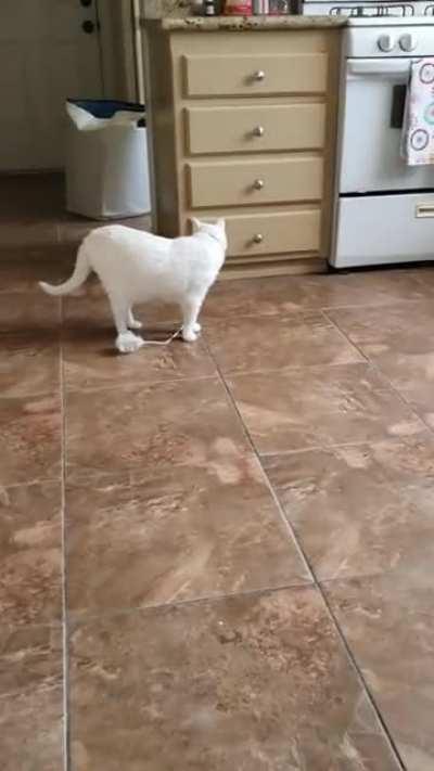 Звуки одинокой кошки