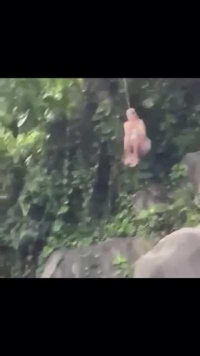 Acting like tarzan