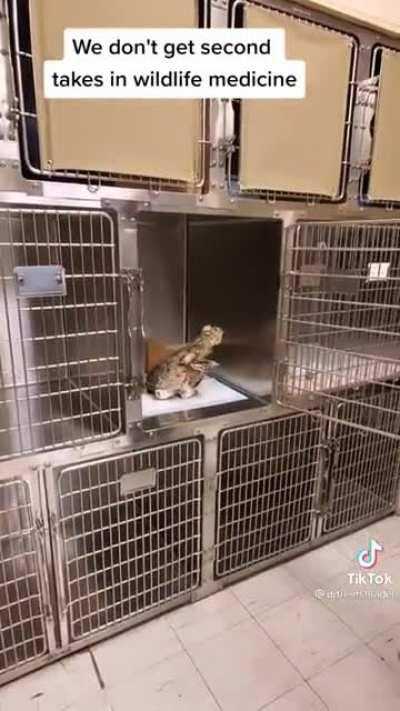 This owl coming out of anesthesia… credit: dry rents harder on tik tok