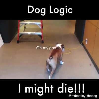 Dog logic
