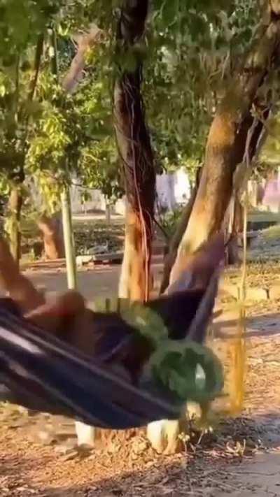 Zero survival instincts