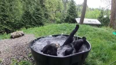 Black bear Takoda takes a bath.