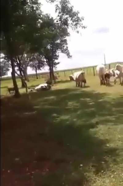 HMFT after I try to headbutt a ram.