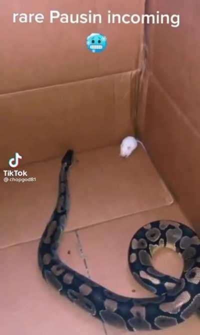 Twitch dodging cassio r