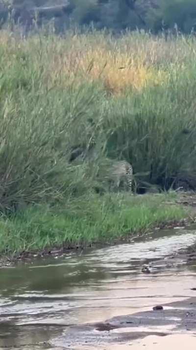 Badger takes on three leopards