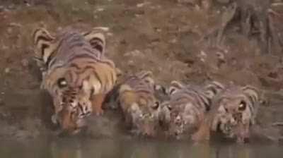 Rero rero rero rero rero