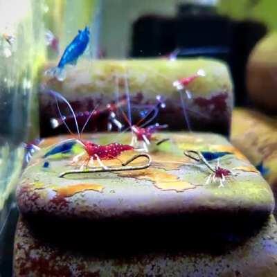 My Sulawesi shrimp are thriving! So. Many. Babies. Enjoy the vibes to celebrate 🎶