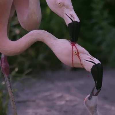 Cursed_flamingos