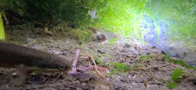 Butcher the red worm slayer.