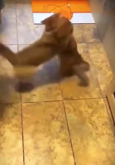 When you let your cat watch boxing