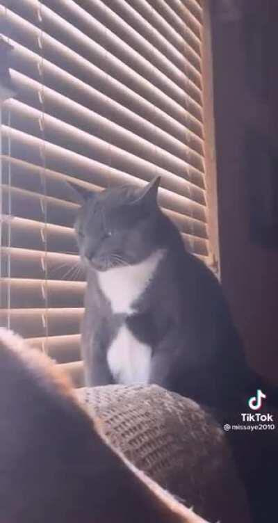 🐶: "Woof woof " 😺: "Ekekekekekek"