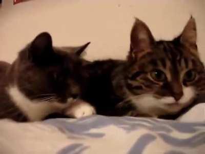 The two talking cats