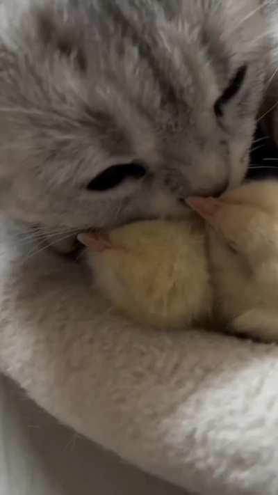 When the maternal instinct kicks in ❤️