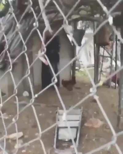 After watching The VVitch, goats creep me out, now I see one doing this...