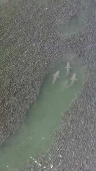 sharks swimming with small fishes