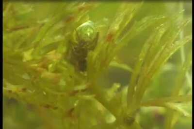 Diving Bell spider preserving oxygen underwater.