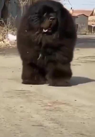 Tibetan mastiff